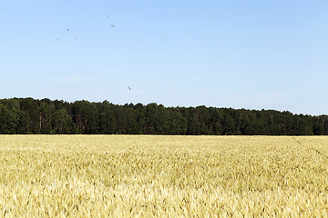 Image showing White yellow field