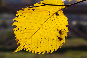 Image showing Yellow leaf