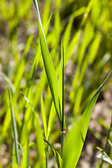 Image showing cereal spring