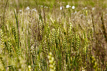 Image showing Green wheat