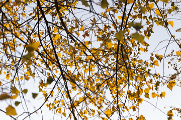 Image showing Orange birch
