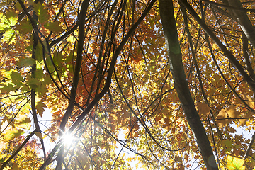 Image showing forest autumn