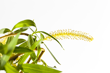 Image showing spring bloom tree