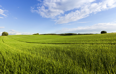 Image showing Landscape field