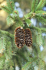 Image showing pine cone