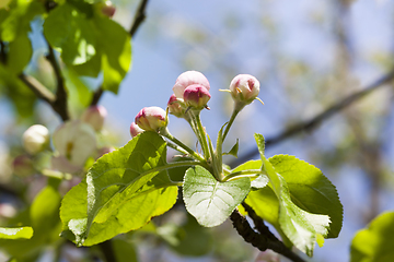 Image showing April flowering