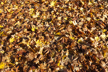 Image showing soil foliage