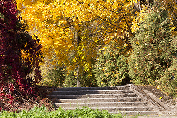 Image showing Ladder autumn