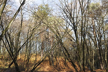 Image showing Bare trees