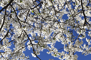 Image showing White blooming tree