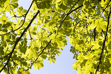 Image showing Green young tree