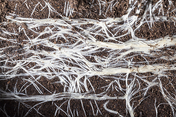 Image showing White roots of plants