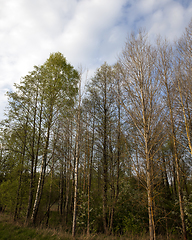 Image showing Autumn forest