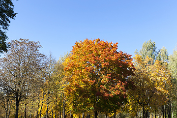 Image showing Mixed territory of the forest