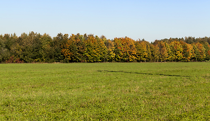 Image showing Field autumn