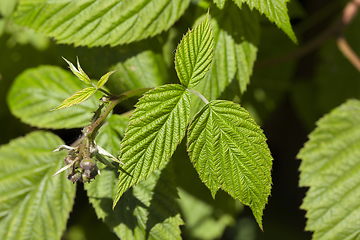 Image showing Raspberry foliage