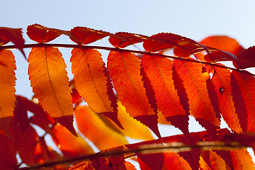 Image showing Red leaf