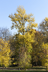 Image showing Mixed territory of the forest