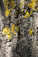 Image showing Moss lichen bark