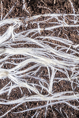 Image showing White roots of plants