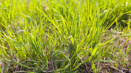 Image showing Young grass