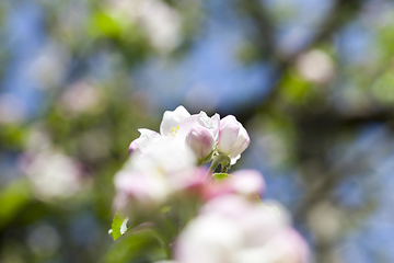 Image showing Spring apple tree