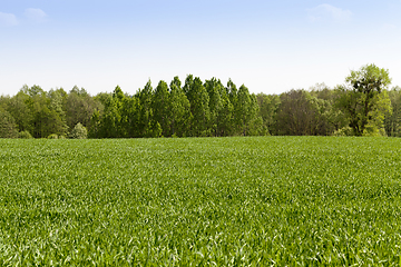 Image showing Landscape field