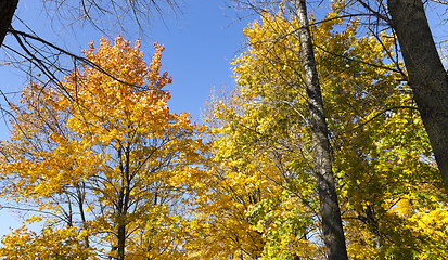 Image showing Maple tree autumn