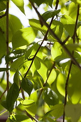 Image showing Young green foliage