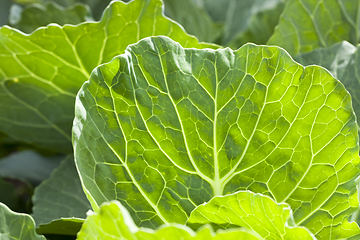Image showing Cabbage foliage