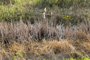 Image showing Grass spring