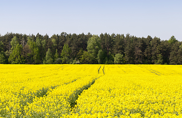 Image showing canola yellow field