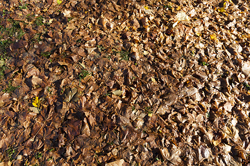 Image showing Brown rotten leaves