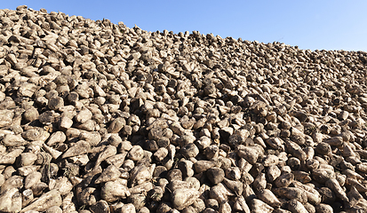 Image showing pile of beets