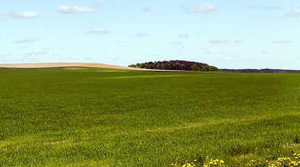 Image showing cereal unripe