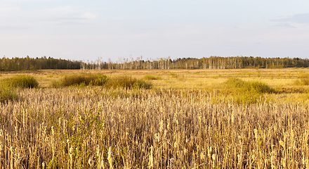 Image showing Autumn landscape