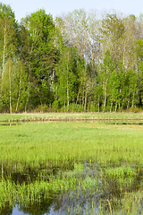 Image showing Spring marsh