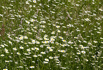 Image showing white daisy