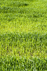 Image showing Agricultural field