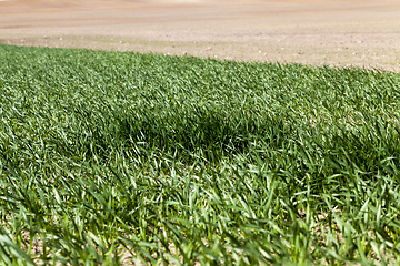 Image showing grass is green