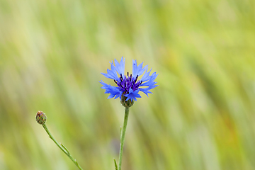 Image showing Cornflower field