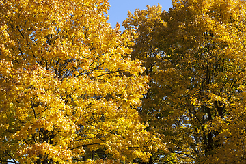 Image showing Mixed forest