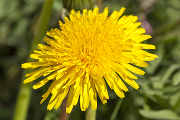 Image showing Dandelion one