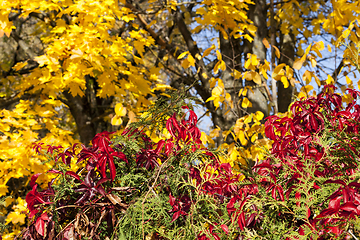 Image showing Colored tree