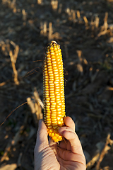 Image showing Ear of corn