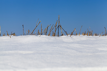 Image showing on dry grass