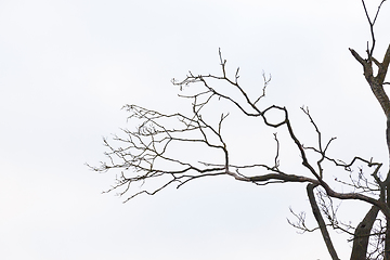 Image showing Bare tree branches