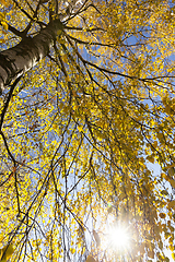 Image showing Birch beautiful tree