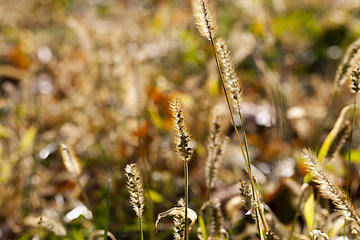 Image showing Grass autumn