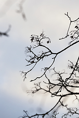 Image showing Bare tree branches